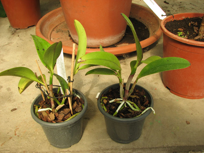 Cattleya Jungle Eyes 'ORCHIS'.jpg