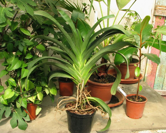 Angraecum Veitchii.JPG
