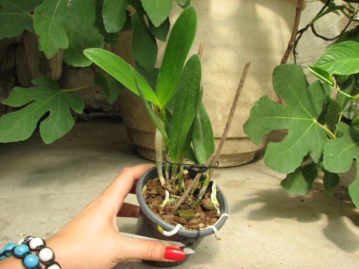 Cattleya Pradit Spot 'Black Prince'.JPG