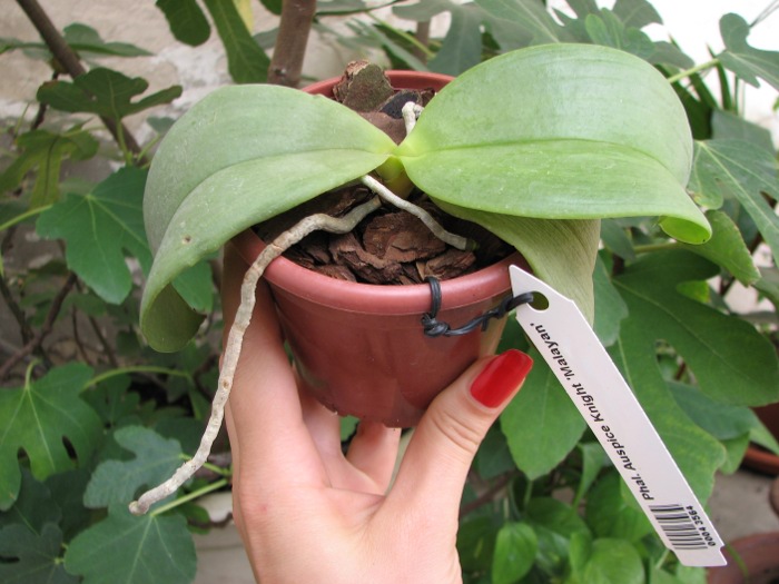 Phalaenopsis Auspice Knight 'Malayan'.JPG