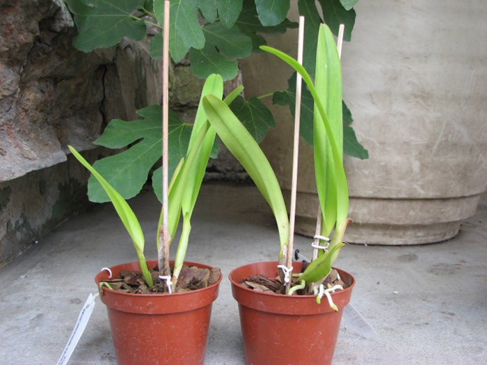 Laelia purpurata werkhauseri striata x SELF.JPG