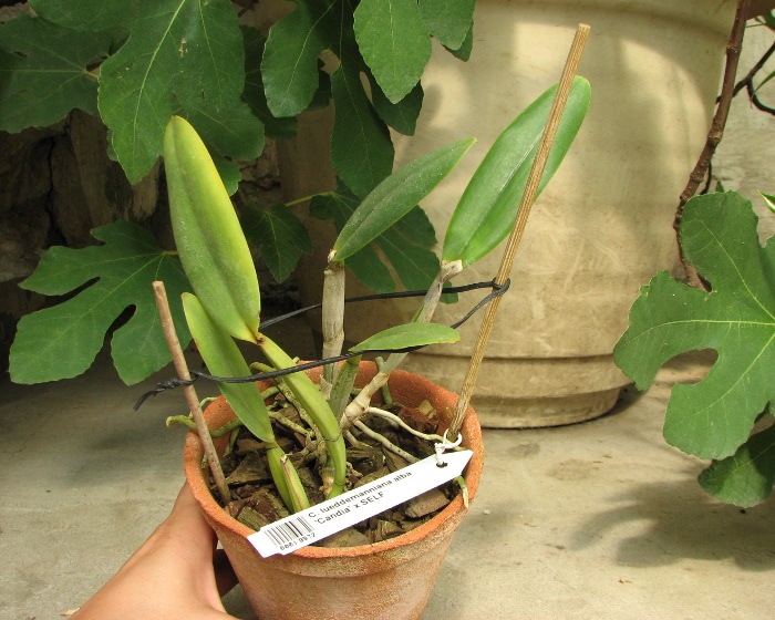 Cattleya lueddemanniana alba 'Candia' x SELF.JPG