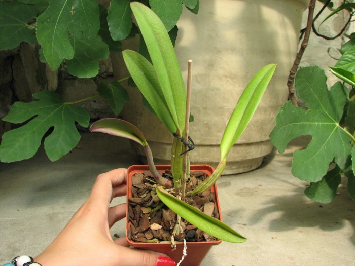 Cattleya percivaliana tipo 'Remolacha' (19-6) x SELF.JPG
