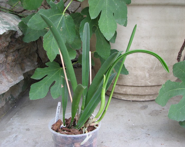 Brassavola Jiminy Cricket 'Superbug' (Brassavola nodosa x Rhyncholaelia digbyana).JPG