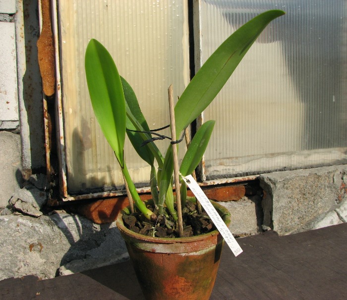Cattleya labiata amesiana lineata 'AWZ' (Z-8) x Cattleya labiata amesiana lineata 'Pedra Azul'.JPG