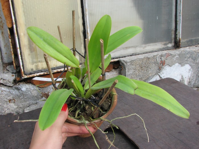 Cattleya labiata 'Labelo Grande' x Cattleya labiata 'Feliz Páscoa'.JPG