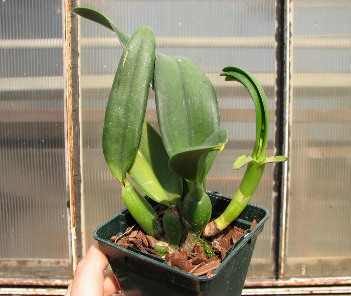 Potinara Angel Kiss 'No.5' (Blc. Love Sound x S. coccinea).JPG