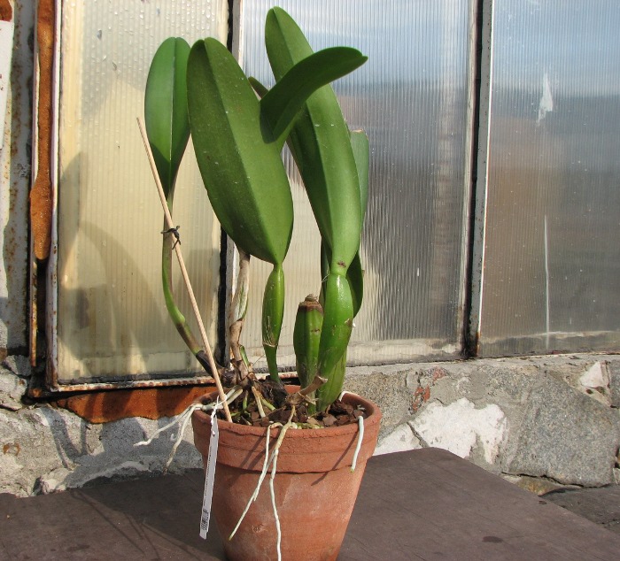 Brassolaeliocattleya Pamela Hetherington.JPG