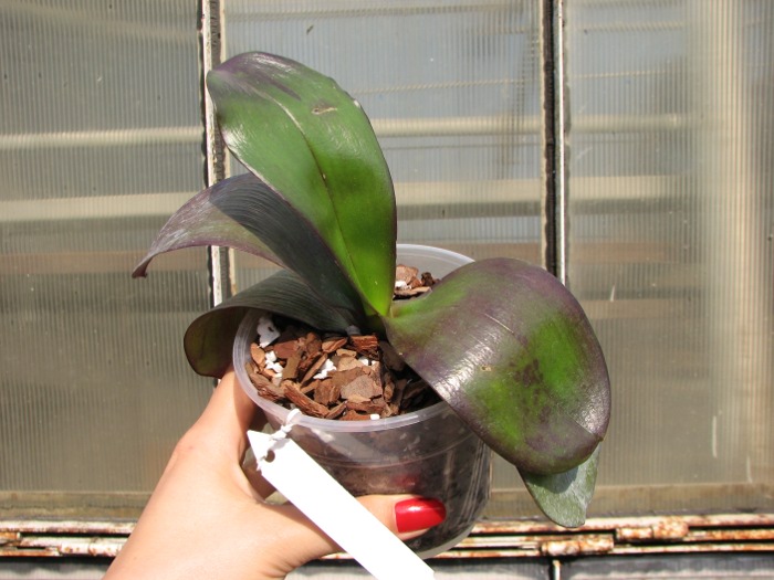 Phalaenopsis Ho's Black Cherub 'ORCHIS'.JPG