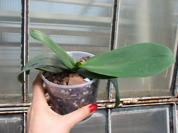 Doritaenopsis Sogo Pride 'Golden Star'.JPG