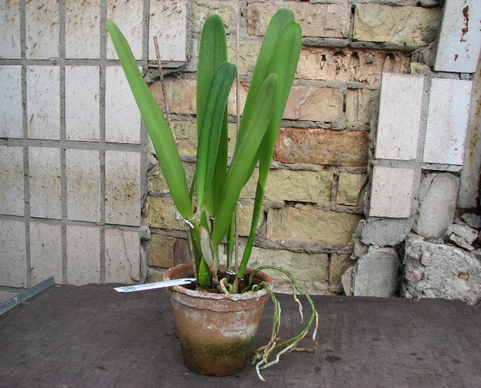 Laelia purpurata carnea (dark lip x St. Nicolau).JPG