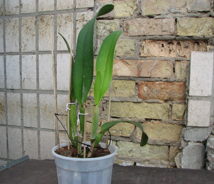 Laeliocattleya Imperial Wings 'Noble' (Laelia pumila x Laeliocattleya Stephen-Zuiho).JPG