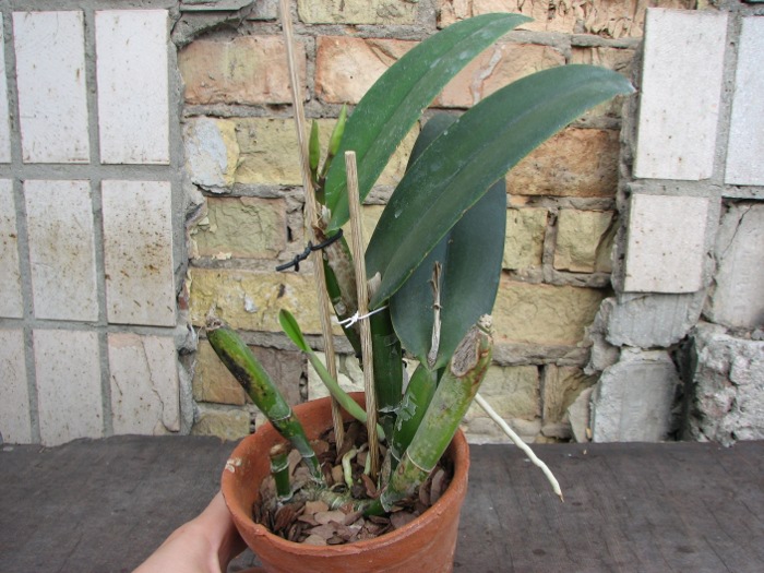 Cattleya maxima.JPG