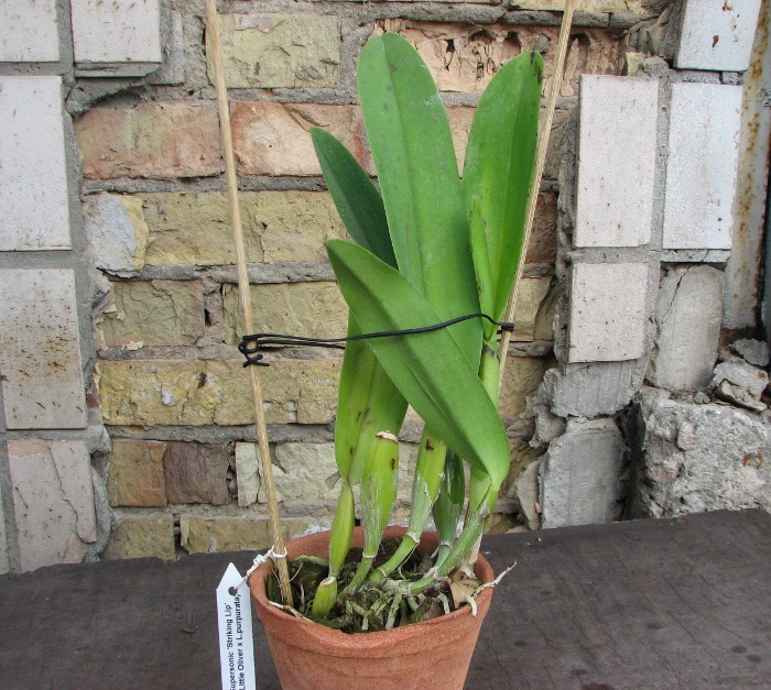 Laeliocattleya Supersonic 'Striking Lip' (Lc. Little Oliver x L.purpurata).JPG