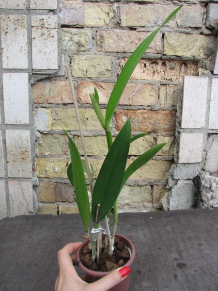 Brassocattleya Binosa 'Lynn' x Cattleya Fascelis 'Autumn Leaves'.JPG