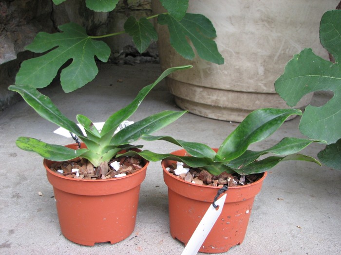 Paphiopedilum hangianum.JPG