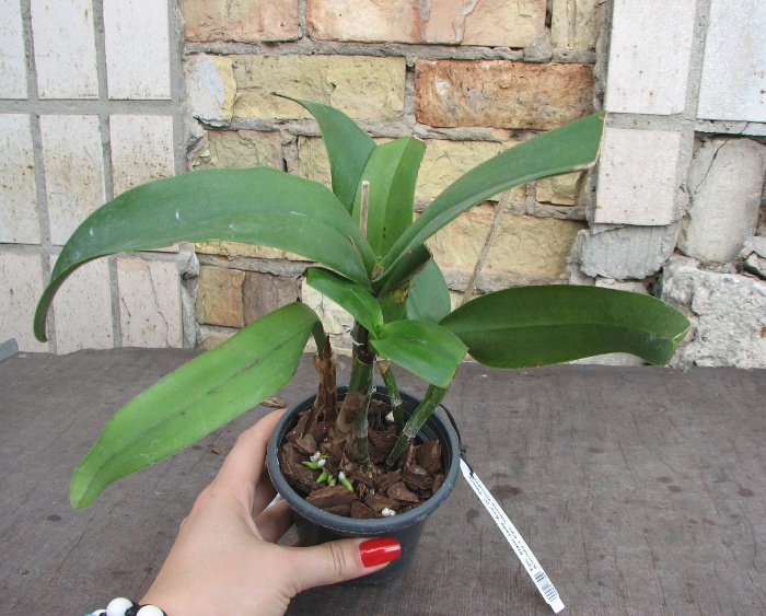 Epicattleya Siam Jade 'Avo' (Cattleya Penny Kuroda x Epicattleya Vienna Woods).JPG