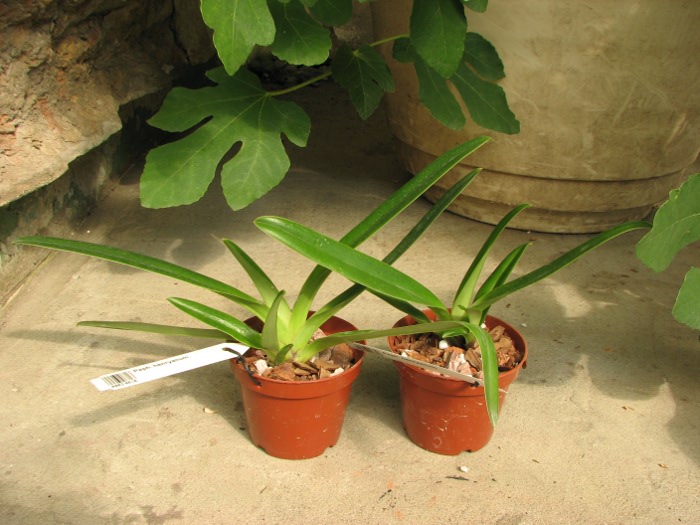 Paphiopedilum henryanum.JPG