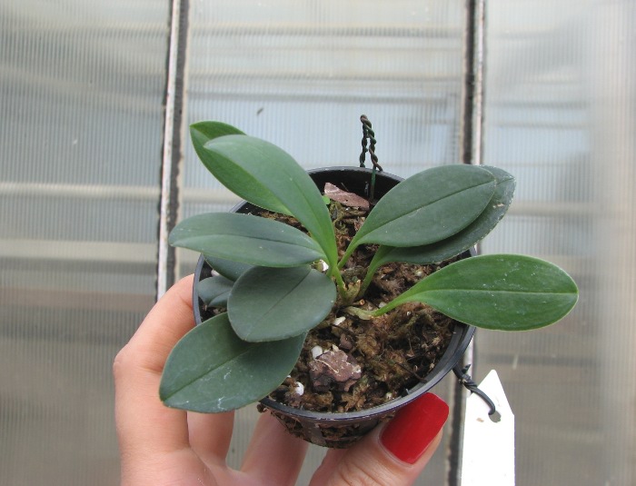 Masdevallia rodolfoi.JPG