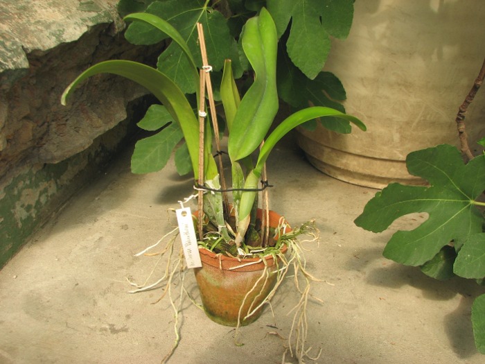 Brassocattleya Deesse 'Pakrathorn'.JPG
