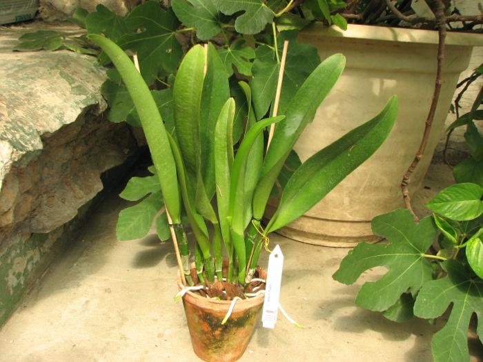 Cattleya Petch Siam.JPG