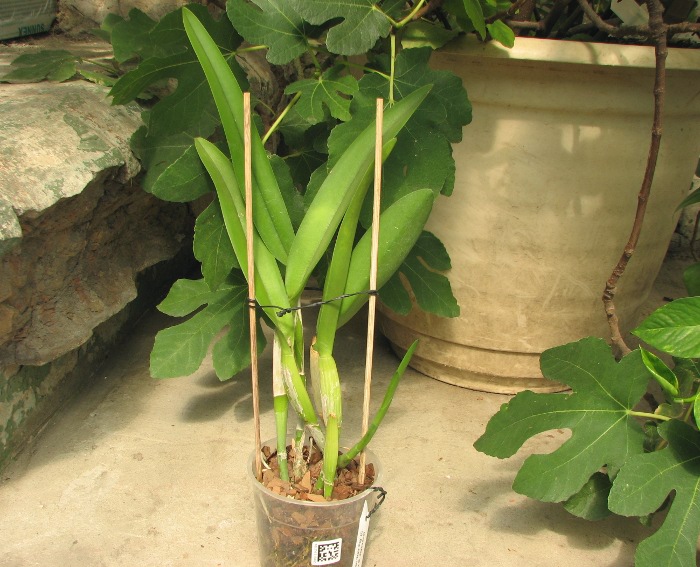 Brassocattleya Golf Green 'Hair Pig' (Cattleya Moscombe x Brassavola digbyana).JPG