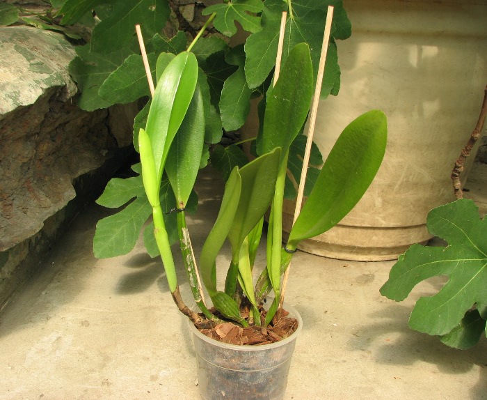 Brassolaeliocattleya Pink Empress 'Ju-Sen' (Bc. Mount Hood x Blc. Bryce Canyon).JPG