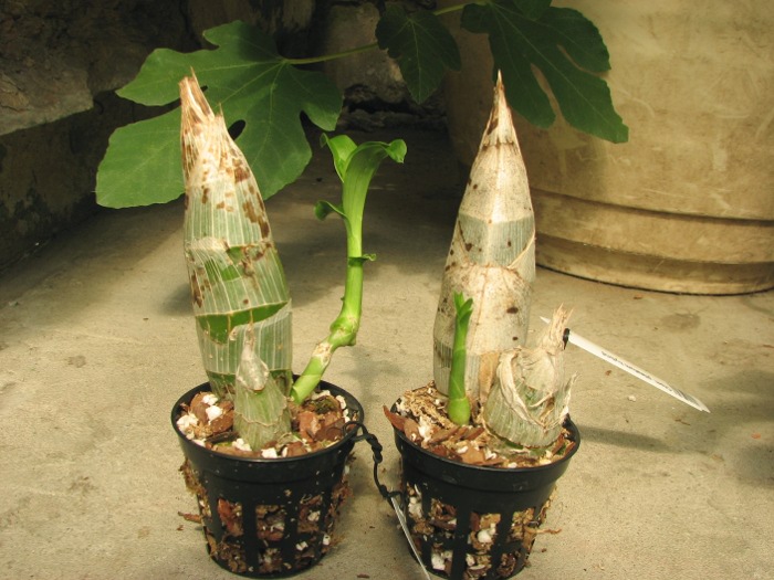 Catasetum pileatum hybrid.JPG