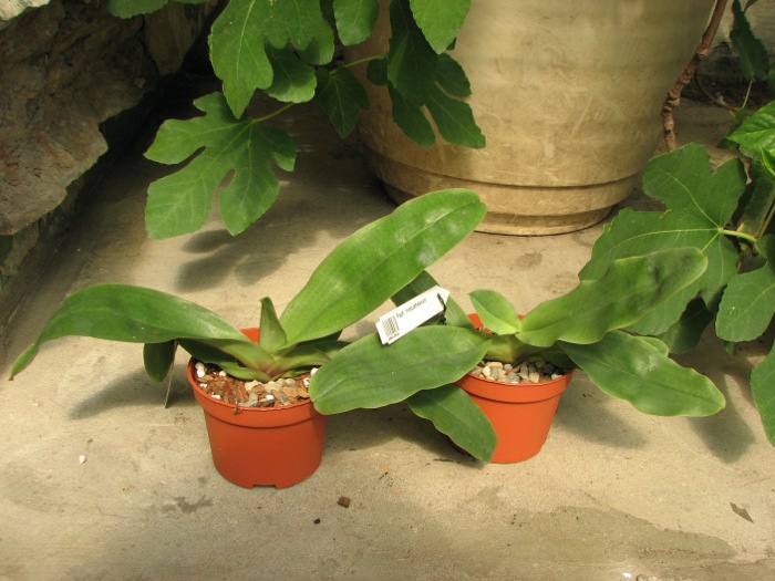 Paphiopedilum moquetteanum.JPG