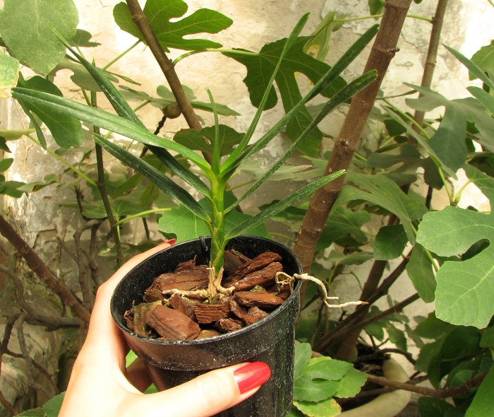 Angraecum viguieri.JPG