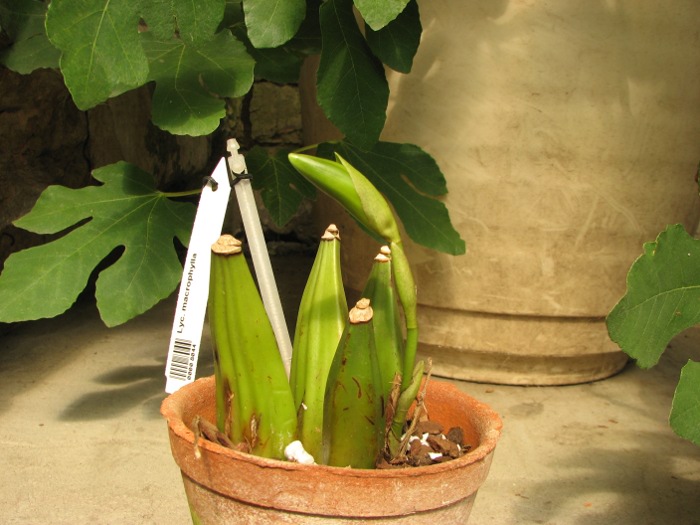 Lycaste macrophylla.JPG