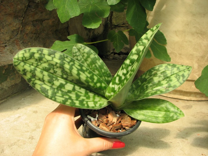 Paphiopedilum Maudiae alba.JPG