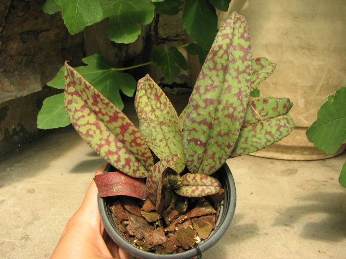 Psychopsis Butterfly (sanderae x papilio).JPG