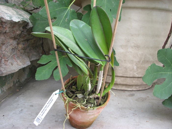 Cattleya labiata tipao 'Rodrigues' x Cattleya labiata tipo 'Cara Grande'.JPG