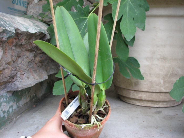 Cattleya labiata coerulensis.JPG