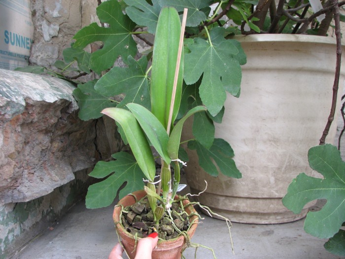 Cattleya labiata amesiana 'Super Star' (Z-43) x Cattleya labiata roxo bispo 'Urbano'.JPG