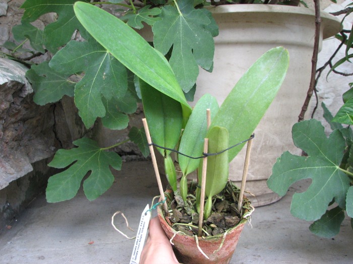 Cattleya labiata alba 'Ótima' XXX x Cattleya labiata roxo bispo 'Urbano'.JPG
