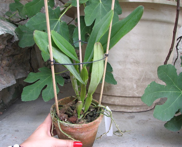 Cattleya labiata rubra 'Schuller' x Cattleya labiata rubra 'Deize'.JPG