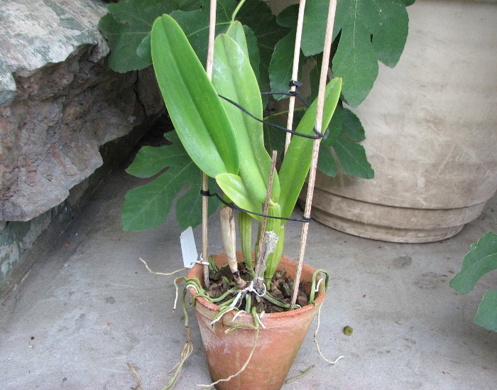 Cattleya labiata coerulea 'Bastiao' x Cattleya labiata coerulea 'Lourival'.JPG