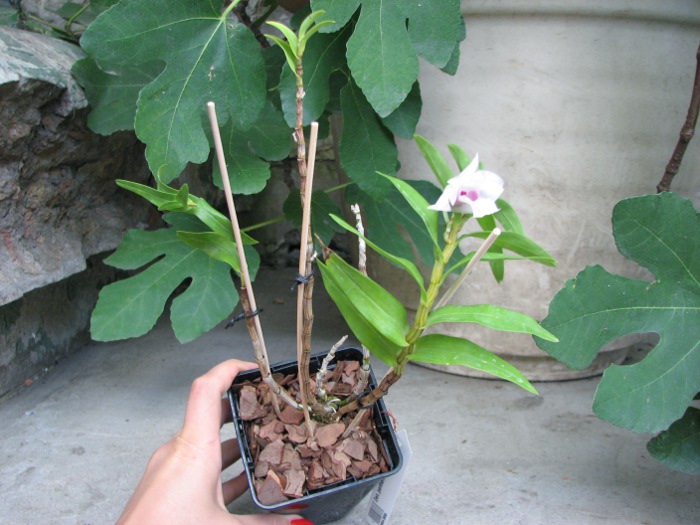 Dendrobium parthenium.JPG