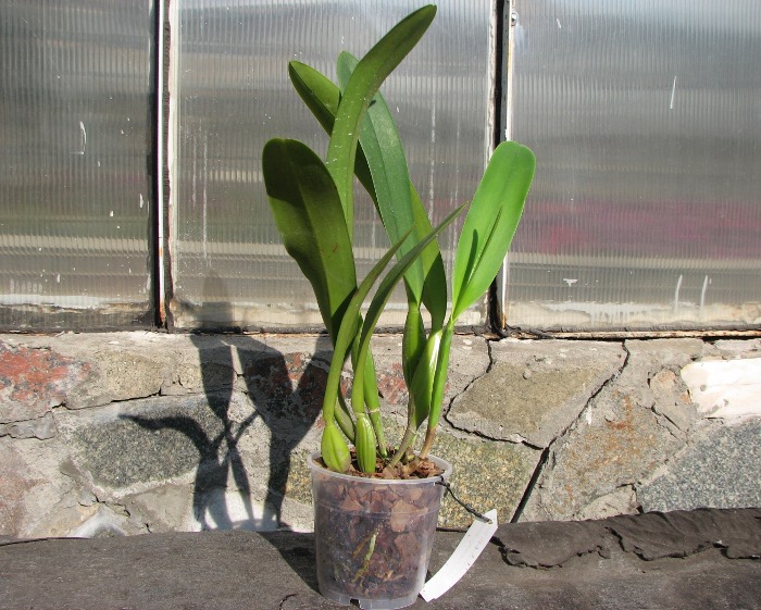 Laeliocattleya Canhamiana coerulea 'Azure Skies' (C. mossiae x L. purpurata).JPG