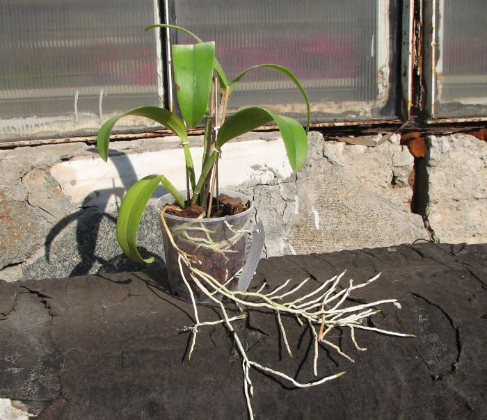 Cattleya leopoldii 'Dark Show' x Cattleya aurea 'Urabá-A'.JPG