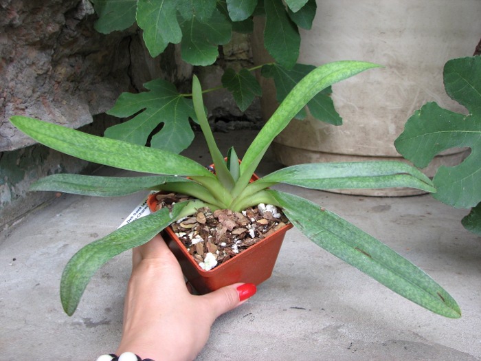 Paphiopedilum Deli Saint (delenatii x St. Swithin 'In-Charm').JPG
