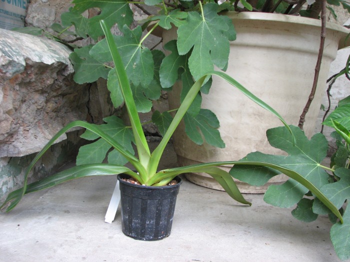 Paphiopedilum stonei.JPG