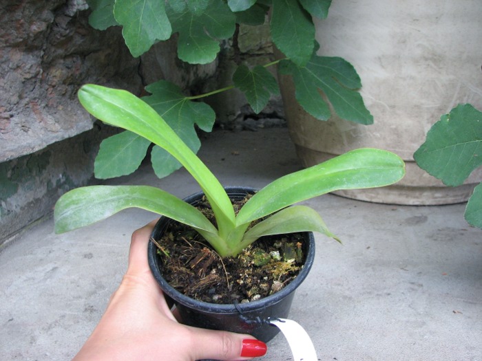 Paphiopedilum dianthum.JPG