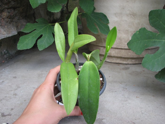 Laeliocattleya Cariad's Mini-Quinee 'Angel Kiss' (Lc. Mini Purple x C. intermedia).JPG