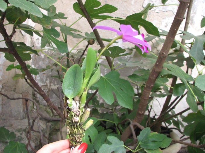Laelia sincorana XXXX x Laelia sincorana coerulea.JPG