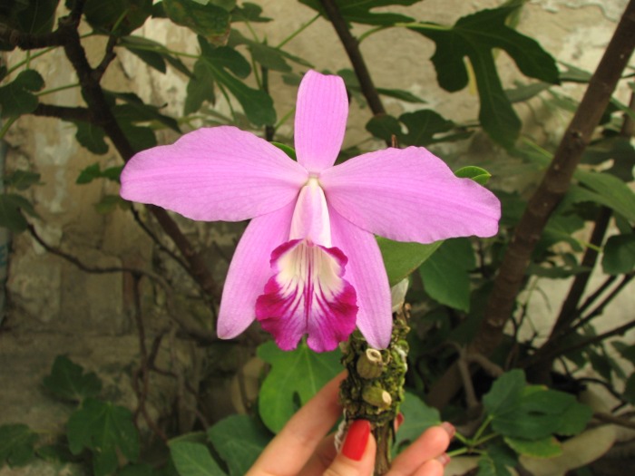 Laelia sincorana XXXX x Laelia sincorana coerulea.JPG
