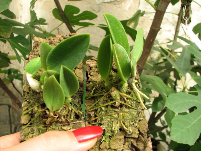 Laelia sincorana coerulea (сlara) x Laelia sincorana coerulea escura 'AWZ'.JPG