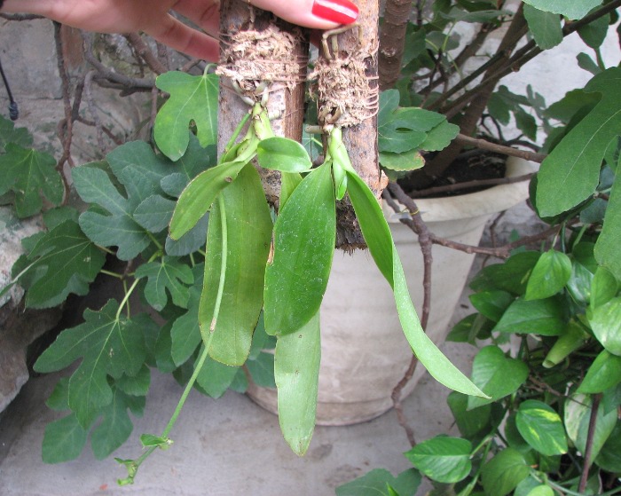 Phalaenopsis pulchra.JPG